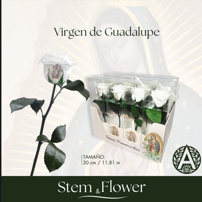 ROSA GUADALUPE BLANCA12 PZ