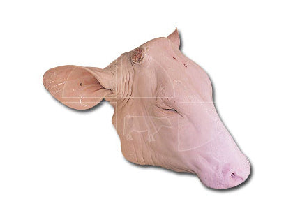 BEEF HEAD (CABEZA DE RES)