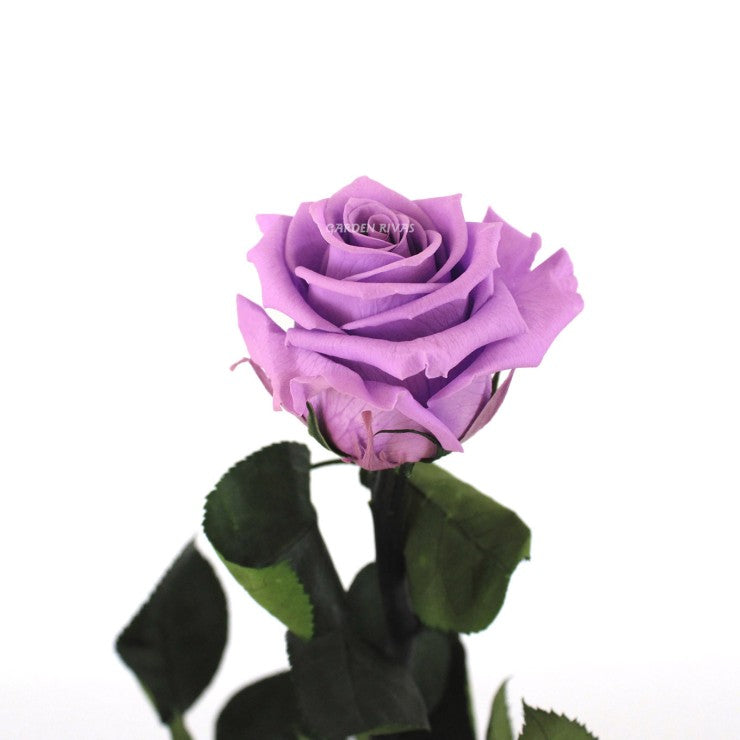 LORI PINK VIOLET PURPLE 12 PIECES